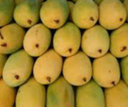 Chausa Mango