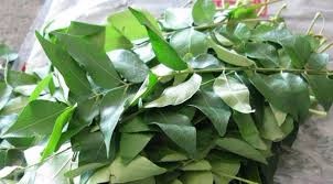 Fresh Curry Leaves