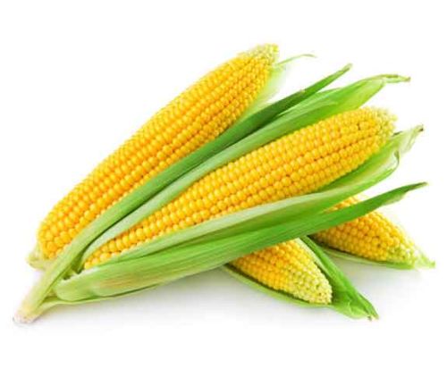 Maize, Quality Available : A Grade