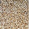 Organic Sesame Seed, Style : Natural