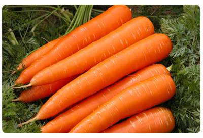 Carrot