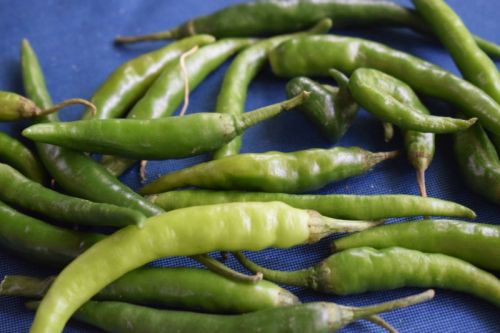 Processed Green Chilli, Shelf Life : 6months