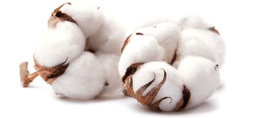 Raw Cotton, Feature : Eco-Friendly