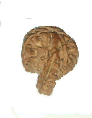 Wood Silver Rudraksha Savar Nepal, Gender : Unisex