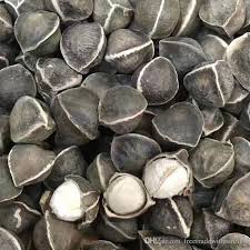 Moringa Seed, Moisture : 12% Max, Purity : 98-99%