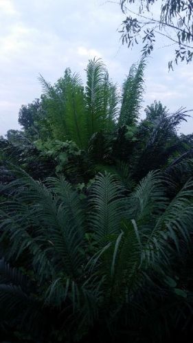 Cycas Plant