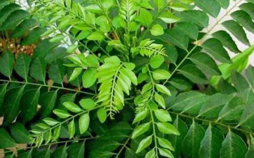 Curry leaves, Shelf Life : 1-2 Weeks