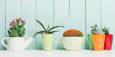 Indoor & Outdoor Plants