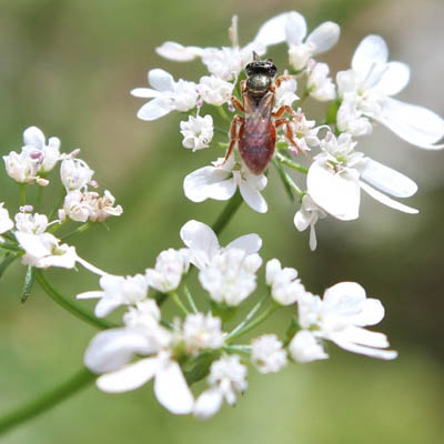 CORIANDER FLORAL HONEY