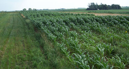 Allergens Grasses AND Corn