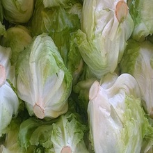 Cabbage, Speciality : Rich In Taste