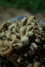 Ginger, Storage Condition :Fresh