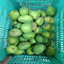 Green Mangoes, Variety : Alphonso