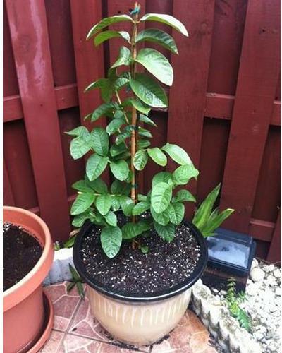 Guava Plant