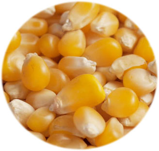 Maize