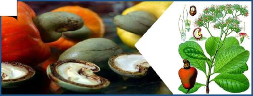 Raw Cashew Nuts, Material : Raw Cashew