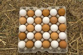 Fresh Chicken Eggs