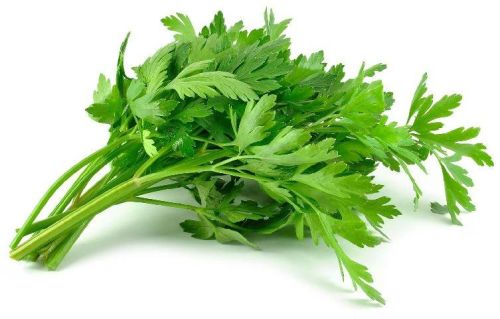 Organic Fresh Celery Leaves, Feature : Full With Iron, Good For Health, High In Vitamin D, Nutritious