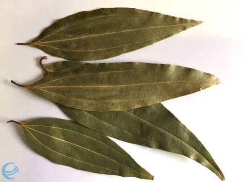 Fresh Bay Leaf