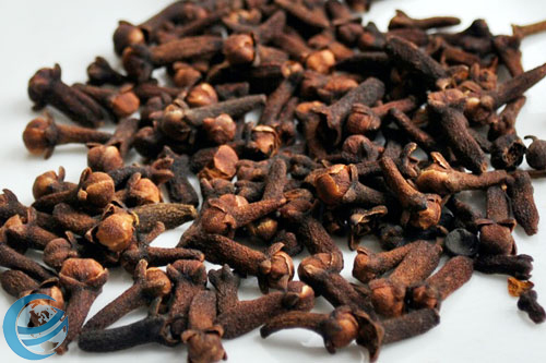 Clove India