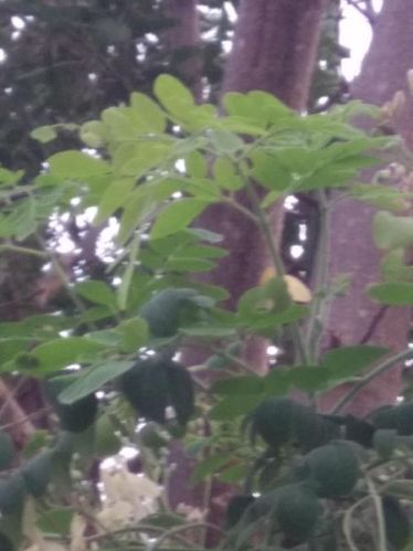 Organic Moringa Leaves Dried