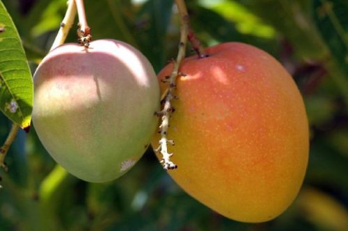 Fresh Mangoes