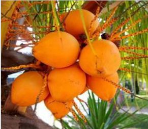 Orange Tender Coconuts, Color : Green