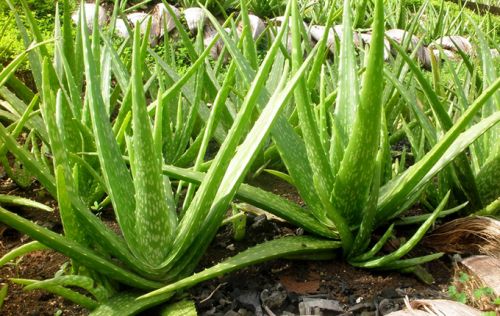 Organic Aloe Vera Leaves, Packaging Type : Plastic Bag