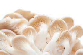 Fresh Oyster Mushroom, Shelf Life : 10-12 Days