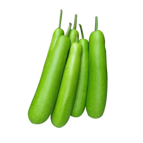 Organic Fresh Bottle Gourd, Size : 30 - 40 Cm