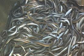Live and Frozen Baby Eels
