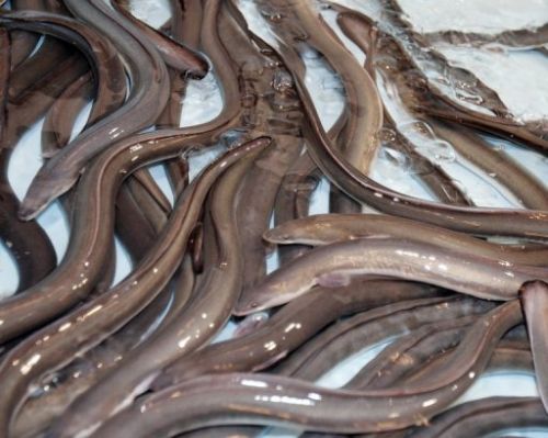Live and Frozen Big Eels