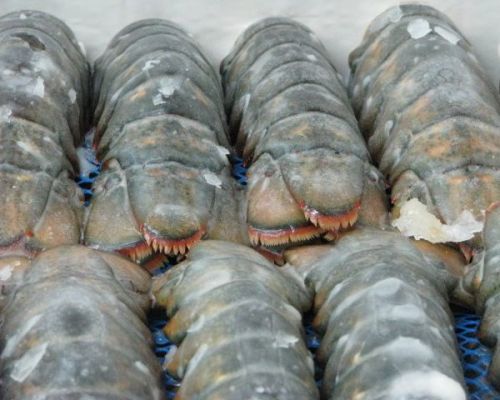 Canada Live and Frozen Lobsters