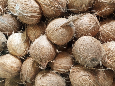 RR Esculents Common Fresh Coconuts, For Free From Impurities, Freshness, Good Taste, Healthy, Form : Solid