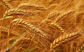 HD-2967 Wheat Seeds, For Beverage, Flour, Food