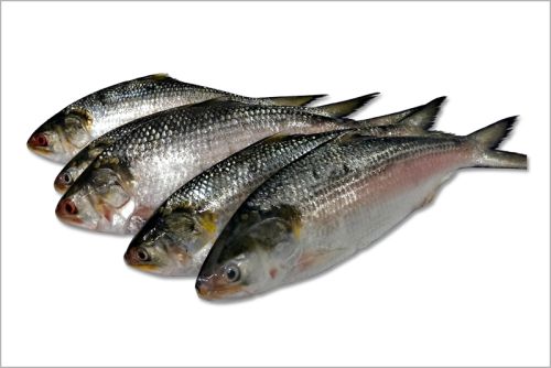 Hilsa Fish