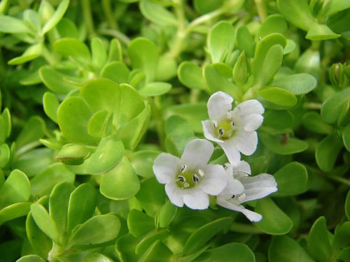 Brahmi Or Bacopa