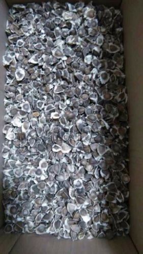 Moringa seeds, Purity : 99%