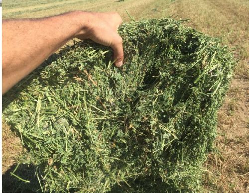 Alfalfa Hay for Animal Feed, Cattle, Horse