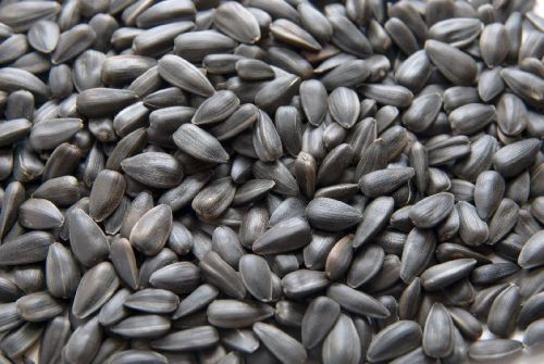 Sunflower seeds, Packaging Type : Black, Brown for Cooking, Medicinal