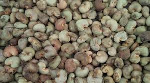 Cashew nuts, Taste : Light Sweet