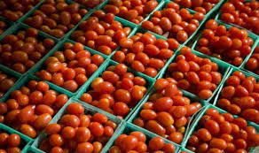 Tomato, Cultivation Type : Natural