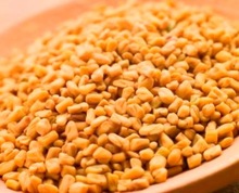 Raw Fenugreek Seeds Sortexed, Color : Caramel To Light Yellow