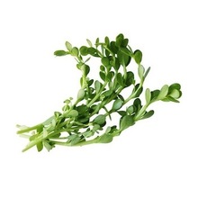 Bacopa Monnieri Extract Powder