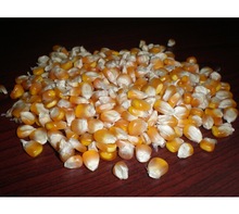 White Maize Corn