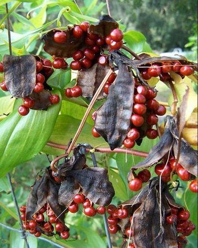 Gloriosa Superba Seeds, Color : Red