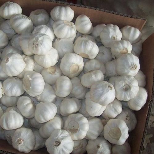 Organic Fresh White Garlic