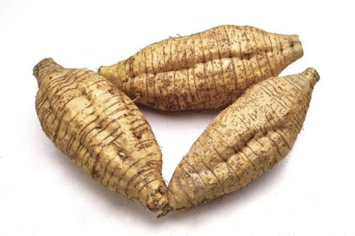 Arrowroot, Packaging Type : 500 Gm, 1 Kg, 5 Kg