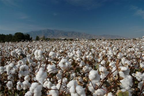 Cash Crop, Color : White