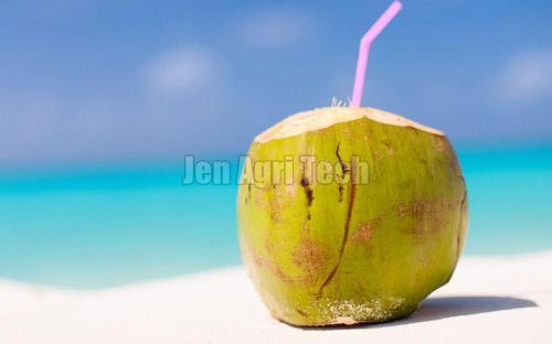 Organic Fresh Coconut, Packaging Type : Packed In Carton Box